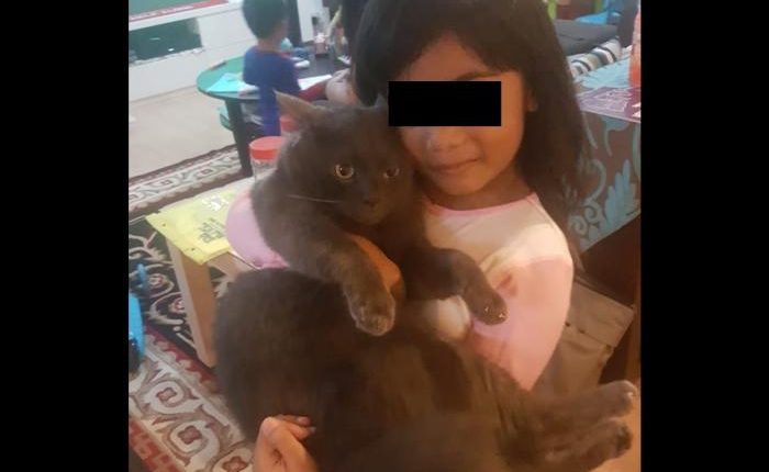 missing cat tommy jurong west